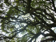 IMGP9740.JPG