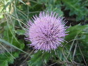 IMG_0261.JPG
