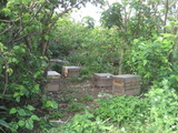 IMG_7768.JPG