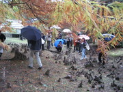 061112ラクウショウ紅葉@エコカフェ・エコの寺子屋 フィールド 063.jpg