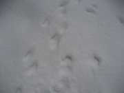061209雪上の脚跡@エコカフェ企業環境研修(裏磐梯) 029.jpg