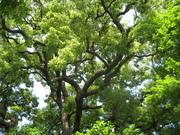 070613クスノキ@エコカフェ・小石川植物園(小笠原植物) 010.jpg