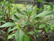 070613シマムラサキ@エコカフェ(小石川植物園).jpg
