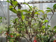 070613ムニンヒサカキ@エコカフェ小石川植物園(小笠原植物) 023.jpg