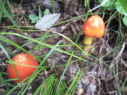 070924タマゴダケ@エコカフェ(岩殿山) 038.jpg