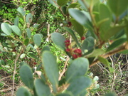 080101シマイスノキ花@エコカフェ.jpg