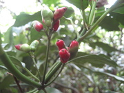 080412アオキ果実@第19回草花教室(in小石川植物園) 032.jpg