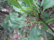 080412アオキ花@第19回草花教室(in小石川植物園) 031.jpg