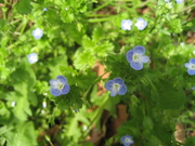 080412オオイヌノフグリ@エコカフェ第19回草花教室(in小石川植物園) 019.jpg