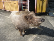 080415イノシシ@エコカフェ(広島視察).jpg