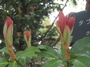 080426タブノキ新芽@エコカフェ(江ノ島) 025.jpg