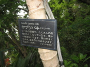 080426ヤブツバキ@エコカフェ(江ノ島) 061.jpg