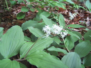 080518ユキザサ花@エコカフェ・赤城自然園 062.jpg