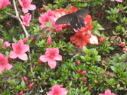 080615クロアゲハ@エコカフェ(芋掘りと梅酒).jpg