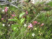 080711お花畑@エコカフェ立山雷鳥エコツアー 121.jpg