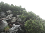 080711ハイマツ2@エコカフェ(立山雷鳥エコツアー).jpg