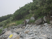 080711ライチョウ@立山雷鳥エコツアー 126.jpg