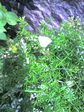 080725V`E.jpg