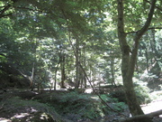 080725森の中の川筋@エコカフェ(芦生公開講座) 062.jpg