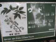 080927ウド看板@エコカフェ第2回自然観察会(三頭山) 079.jpg