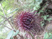 080927オヤマボクチ花@エコカフェ第2回自然観察会(三頭山) 050.jpg