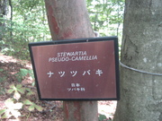 080927ナツツバキ看板@エコカフェ第2回自然観察会(三頭山) 056.jpg