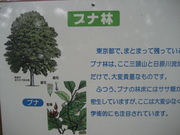 080927ブナ看板@エコカフェ第2回自然観察会(三頭山) 068.jpg