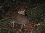 081106vGRcA[Q 088.jpg