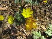 090222昭和記念公園 008.jpg