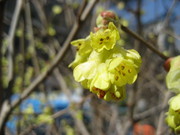 090305春の花 010.jpg