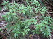 100507ムニンノボタン植林@初寝山途中.JPG