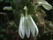 120102オオハナギキョウ小花@エコカフェ.JPG