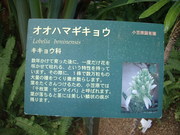 120211オオハマギキョウ看板@エコカフェ.JPG