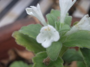 120504シマカコソウ花2@エコカフェ.JPG