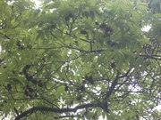 120504ノグルミ@エコカフェ.JPG