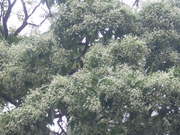 120504ヒトツバタゴ満開@エコカフェ.JPG