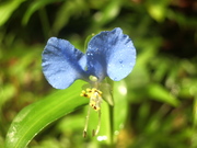 120902ツユクサ花@エコカフェ(三宅島).JPG