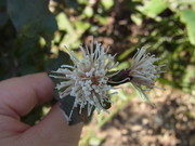 121027コウヤボウキ花@エコカフェ.JPG