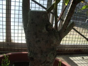 130127コブガシ樹幹@エコカフェ.JPG