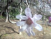 130317シデコブシ花@エコカフェ.JPG