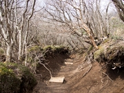 130323登山道@エコカフェ第13回自然観察会in箱根_s37.jpg