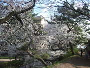 130328桜@エコカフェ.JPG