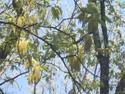 130404アベマキ花@エコカフェ.JPG