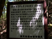 130411オキナワウラジロガシ看板@エコカフェ奄美大島エコツアー_290_s.jpg