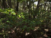 130411サクラツツジ@エコカフェ奄美大島エコツアー_307s.jpg