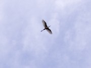 130411白鷺の飛翔@エコカフェ奄美大島エコツアー_49.jpg