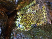 130412イシカワガエル@エコカフェ.JPG