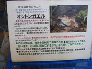 130412オットンガエル案内板@エコカフェ.JPG