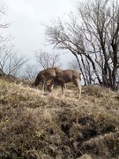 130415ホンシュウジカ@エコカフェ(中村).jpg