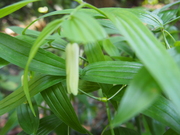 130505ホウチャクソウ花@エコカフェ.JPG